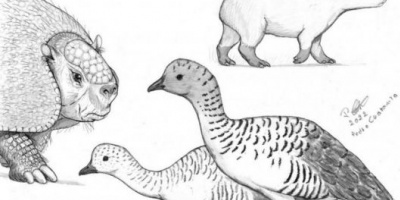  Identifican los primeros restos fósiles de un ave en Corrientes