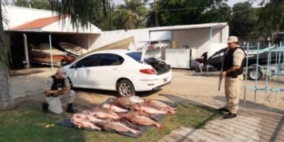  Secuestraron más de 280 kilos de pescado que eran transportados en el auto de un intendente correntino